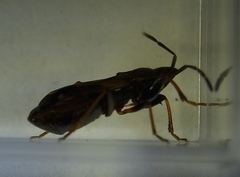 Eremocoris