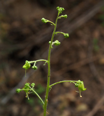 Scrophularia nabataeorum