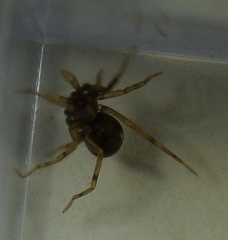 Phrurotimpus borealis