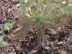 Aeonium urbicum image