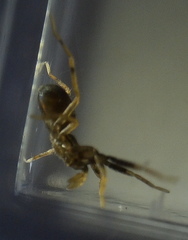 Phrurotimpus borealis