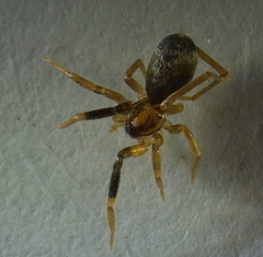 Phrurotimpus borealis