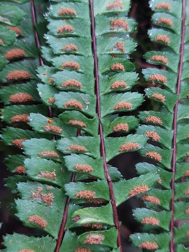 Asplenium monanthes