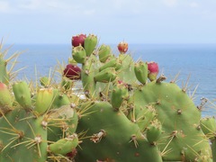 Opuntia stricta