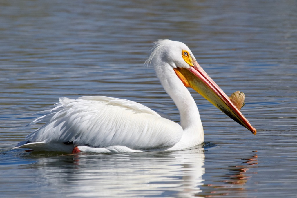 American White Pelican