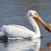 American White Pelican - Photo (c) Christian Nunes, some rights reserved (CC BY-NC), uploaded by Christian Nunes