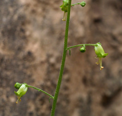 Scrophularia nabataeorum