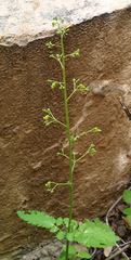 Scrophularia nabataeorum