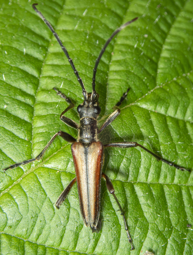 Stenocorus vestitus photo 4