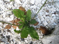 Youngia japonica image