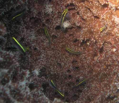 Yellowline goby (Elacatinus horsti) — Gobiidae — 2