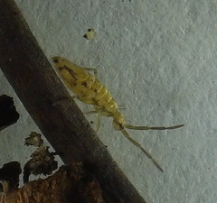 Entomobrya katzi