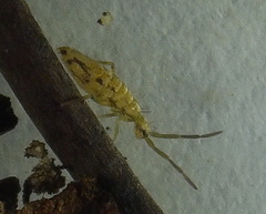 Entomobrya katzi