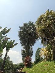 Arecaceae