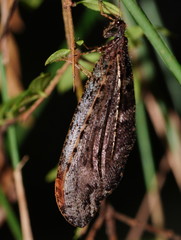 Kempynus millgrovensis