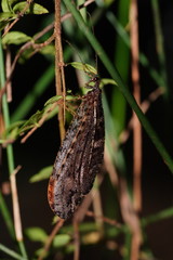 Kempynus millgrovensis