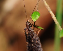 Kempynus millgrovensis