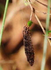 Kempynus millgrovensis