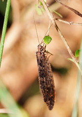 Kempynus millgrovensis