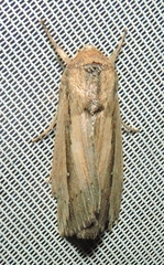 Leucania stenographa