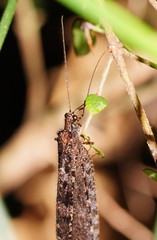 Kempynus millgrovensis