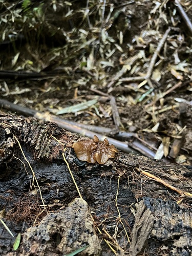Pachyella clypeata observed 2024-03-27