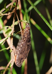 Kempynus millgrovensis