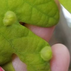 Callirhytis quercusfutilis