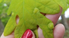 Callirhytis quercusfutilis