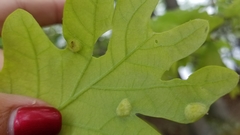 Callirhytis quercusfutilis