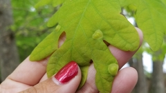 Callirhytis quercusfutilis