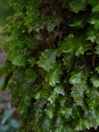 Schimperobryum splendidissimum observed 2024-05-02