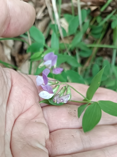 Image of Lathyrus laxiflorus by (c) Анна Кириченко, some rights reserved (CC BY)
