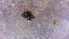 Stramonita biserialis