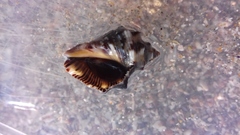 Stramonita biserialis