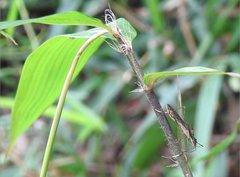 Marcius longirostris