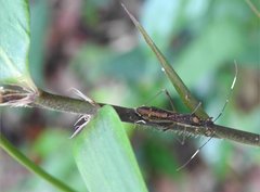 Marcius longirostris