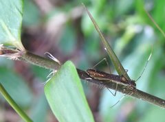 Marcius longirostris