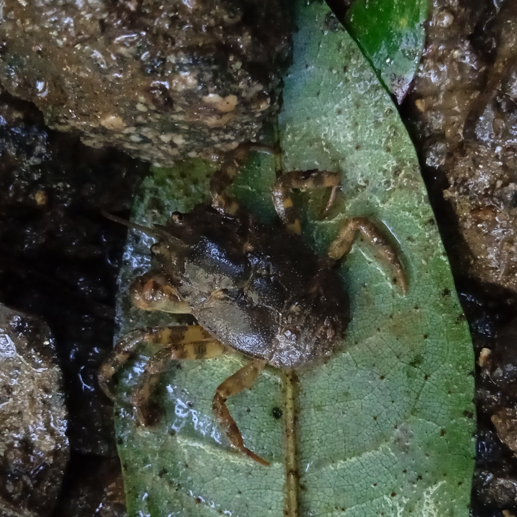Aegla concepcionensis