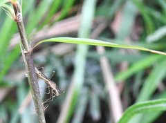 Marcius longirostris