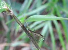 Marcius longirostris