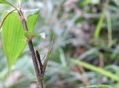 Marcius longirostris