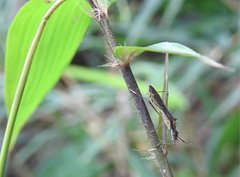 Marcius longirostris