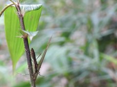 Marcius longirostris