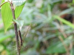 Marcius longirostris