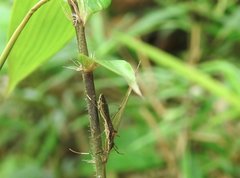 Marcius longirostris