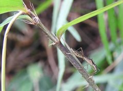 Marcius longirostris