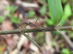 Marcius longirostris
