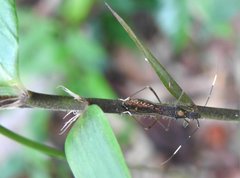 Marcius longirostris