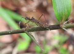 Marcius longirostris
